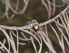 Lipotriches australica