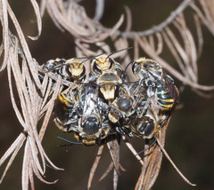 Lipotriches australica