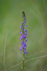 Lobelia fenestralis