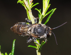 Lipotriches australica