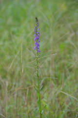 Lobelia fenestralis