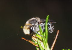 Lipotriches australica