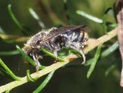 Lipotriches australica