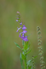 Lobelia fenestralis