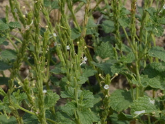 Chascanum marrubiifolium