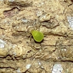 Aphis spiraecola