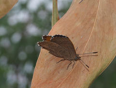 Paralucia pyrodiscus lucida