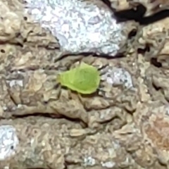 Aphis spiraecola