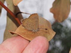 Paralucia pyrodiscus lucida