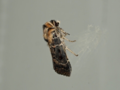 Proteuxoa sanguinipuncta