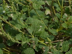 Chascanum marrubiifolium