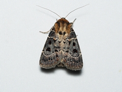 Proteuxoa sanguinipuncta