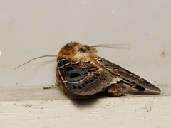 Proteuxoa sanguinipuncta