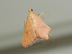 Endotricha pyrosalis