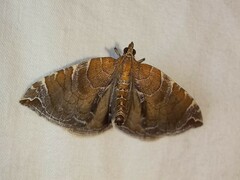 Eulithis molliculata