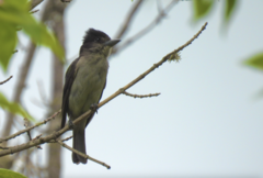 Pachyramphus validus