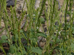 Chascanum marrubiifolium
