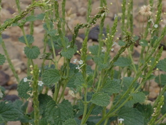 Chascanum marrubiifolium