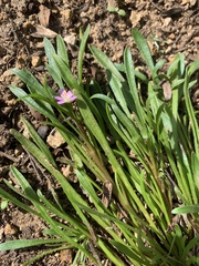 Calandrinia menziesii