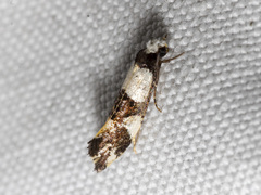 Monopis icterogastra