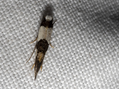 Monopis icterogastra