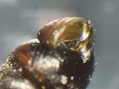 Vertigo
