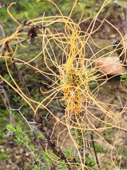 Cuscuta californica