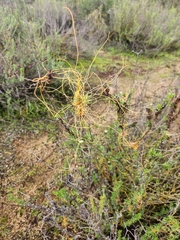 Cuscuta californica