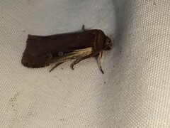 Ochropleura implecta