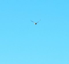 Rupornis magnirostris