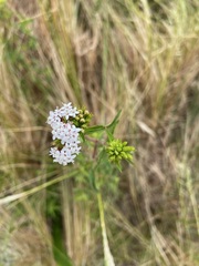 Stevia achalensis