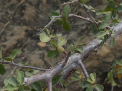 Commiphora wightii