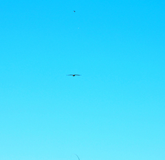 Rupornis magnirostris