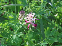 Fumaria agraria