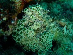 Tubiporidae