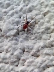 Ostearius melanopygius