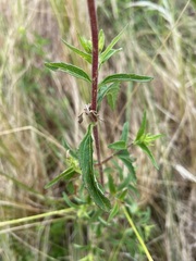 Stevia achalensis