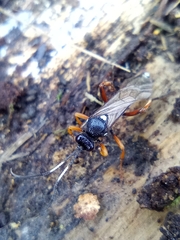Ichneumon sarcitorius