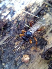 Ichneumon sarcitorius