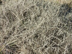 Gypsophila struthium