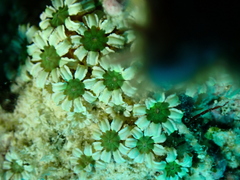 Tubiporidae