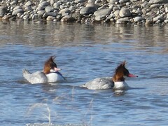 Mergus merganser