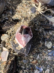 Megabalanus