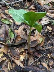 Trillium