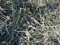 Alyssum serpyllifolium