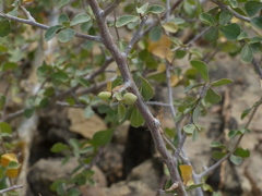 Commiphora wightii