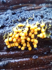 Badhamia utricularis