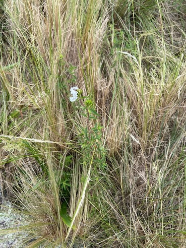 Image of Stevia Achalensis (Stevia achalensis) by no rights reserved