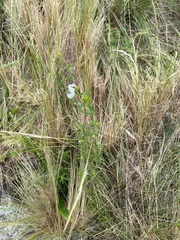 Stevia achalensis