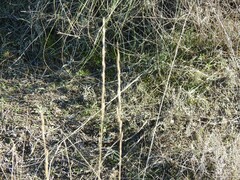 Helictochloa bromoides